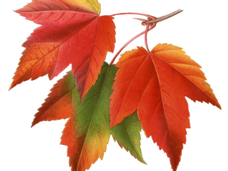 14 Maple Leaf Clipart The Graphics Fairy