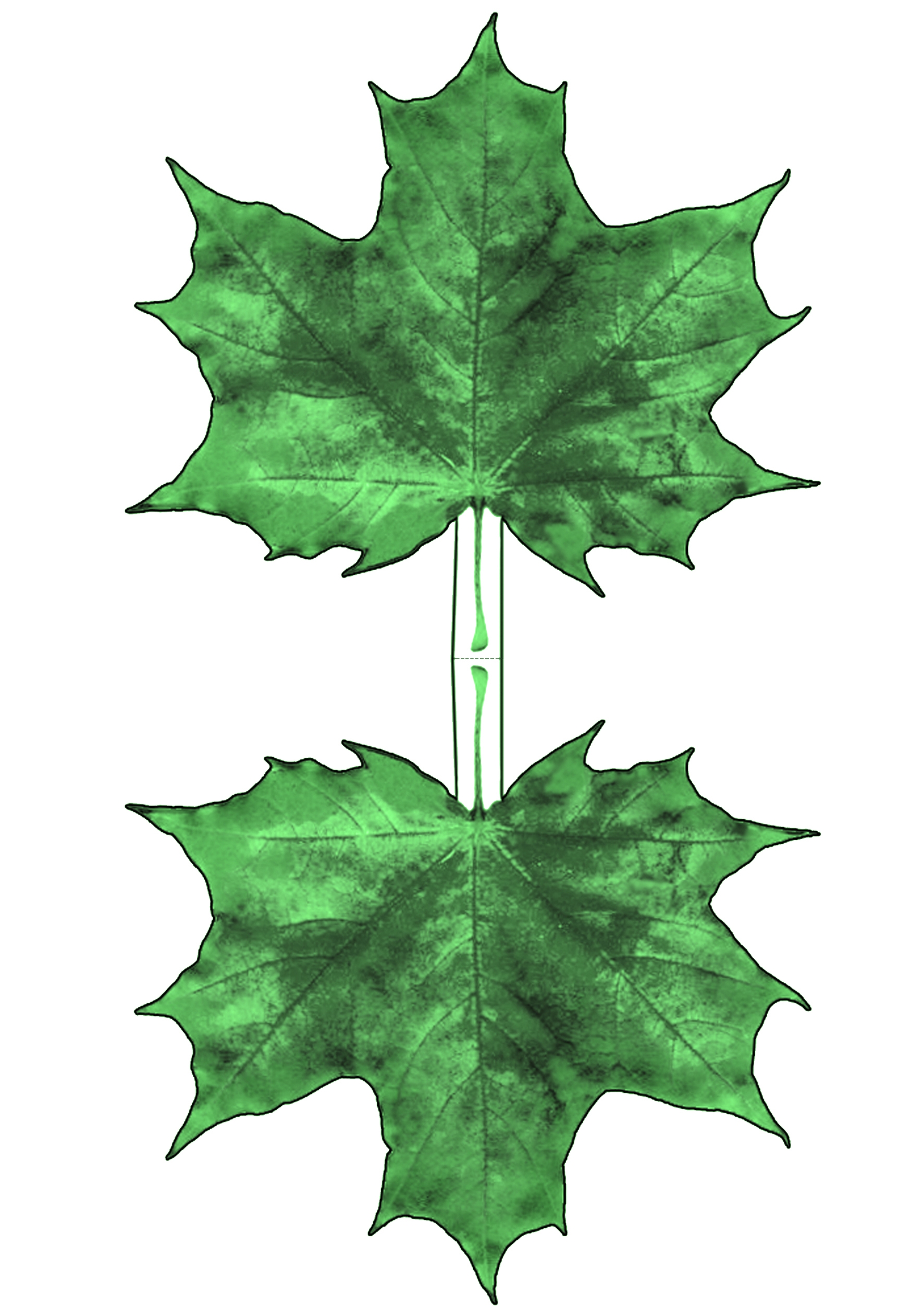 Dark Green Maple Leaf Decoration Rooftop Post Printables Dark Green Maple Leaf Decoration Rooftop Post Printables