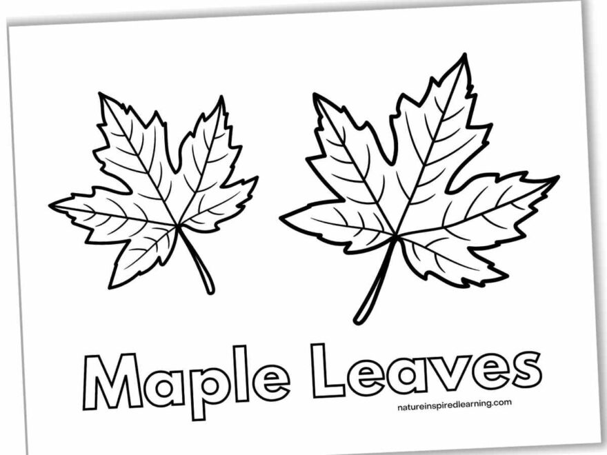 Leaf Coloring Pages Nature Inspired Learning