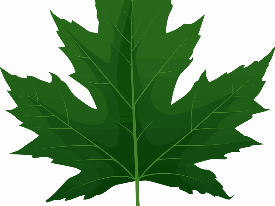 Silver Maple Green Leaf Free Vector Clipart Images On Creazilla