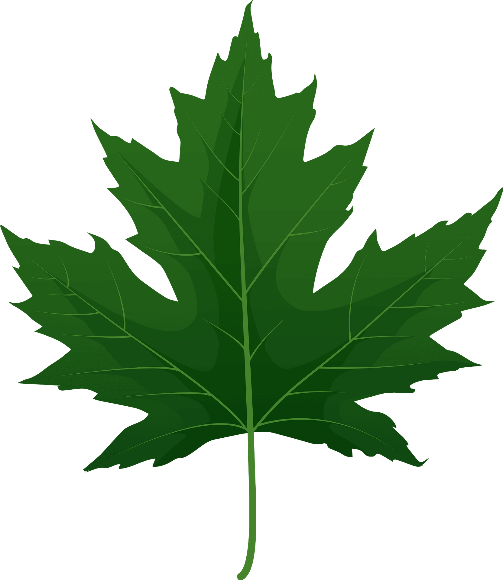 Silver Maple Green Leaf Free Vector Clipart Images On Creazilla Silver Maple Green Leaf Free Vector Clipart Images On Creazilla