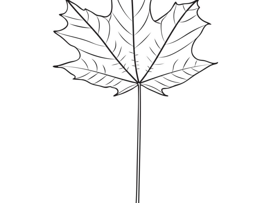 Sugar Maple Tree Leaf Outline Royalty Free Vector Image