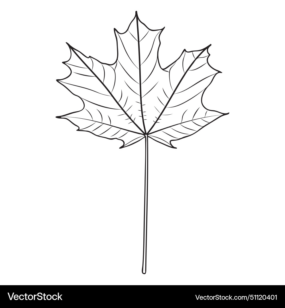 Sugar Maple Tree Leaf Outline Royalty Free Vector Image